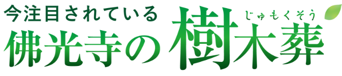 今注目されている佛光寺の樹木